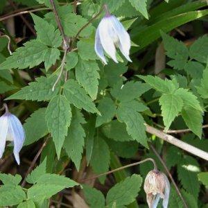 <p>Clematis alpina</p>
