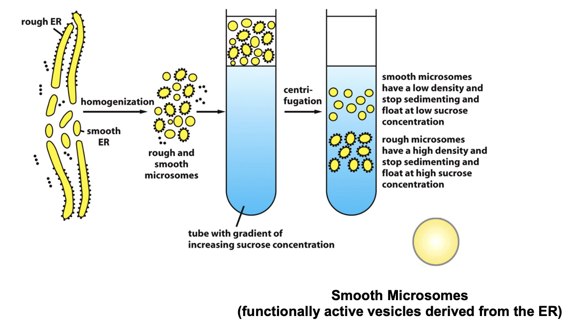 <ul><li><p>cells were broken open (homogenized)</p></li><li><p>the ER fragments reseal into microsomes (~200nm)</p></li><li><p>microsomes are relatively easy to purify by equilibrium sedimentation on sucrose gradient</p></li><li><p>microsomes behave and function like mini-ERs:</p><ul><li><p>translocation, protein glycosylation, Ca<sup>2+</sup> uptake and release, lipid synthesis</p></li></ul></li><li><p>the interior of the microsome is equivalent to the internal space of ER (lumen)</p></li></ul><p></p>