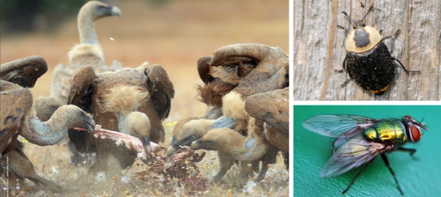 <p>an organism that consumes dead animals</p>