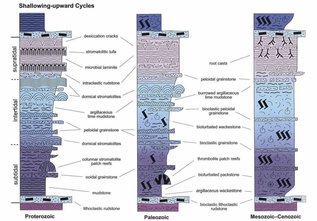 <ol><li><p>Appearance of bioclasts (Early Paleozoic)</p></li><li><p>Decline of stromatolites </p></li><li><p>Evolution of angiosperms</p></li><li><p>Evolution of deep-burrowing crustaceans</p></li></ol>