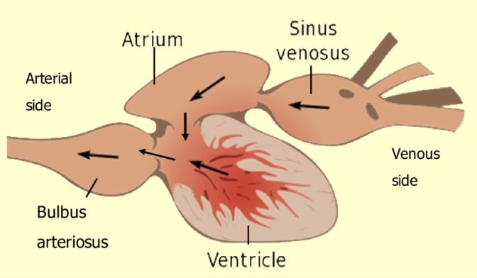 <ul><li><p>Atrium</p></li><li><p>Ventricle</p></li><li><p>Sinus venosus</p></li><li><p>Bulbus arteriosus (bony fish) / conus arteriosus (shark)</p></li></ul><p></p>