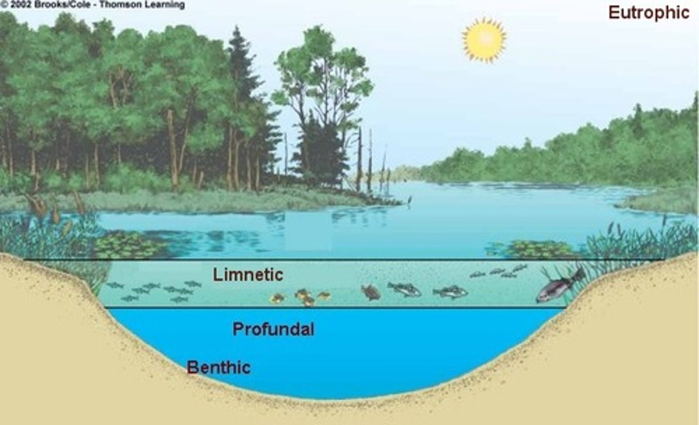 <p>1. LITTORAL - plants<br>2. LIMENTIC - ample light<br>3. PROFUDAL ZONE - dark<br>4. BENTHIC</p>