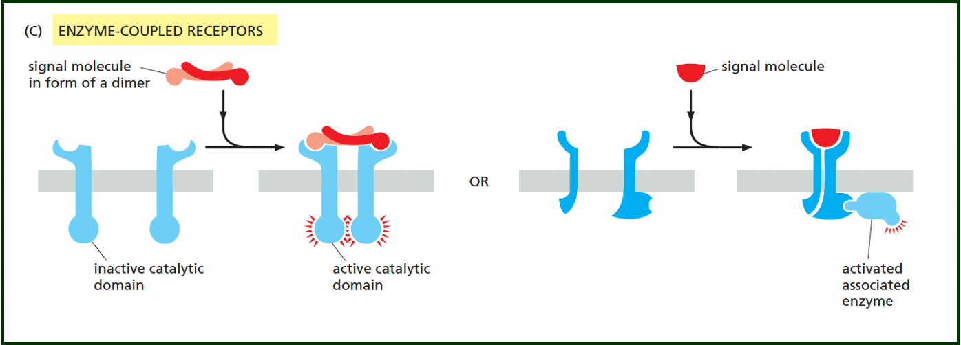 <p>outline enzyme-linked receptors (membrane receptors) </p>