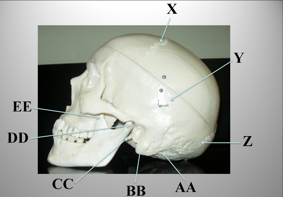 <p>What structure is letter CC?</p>