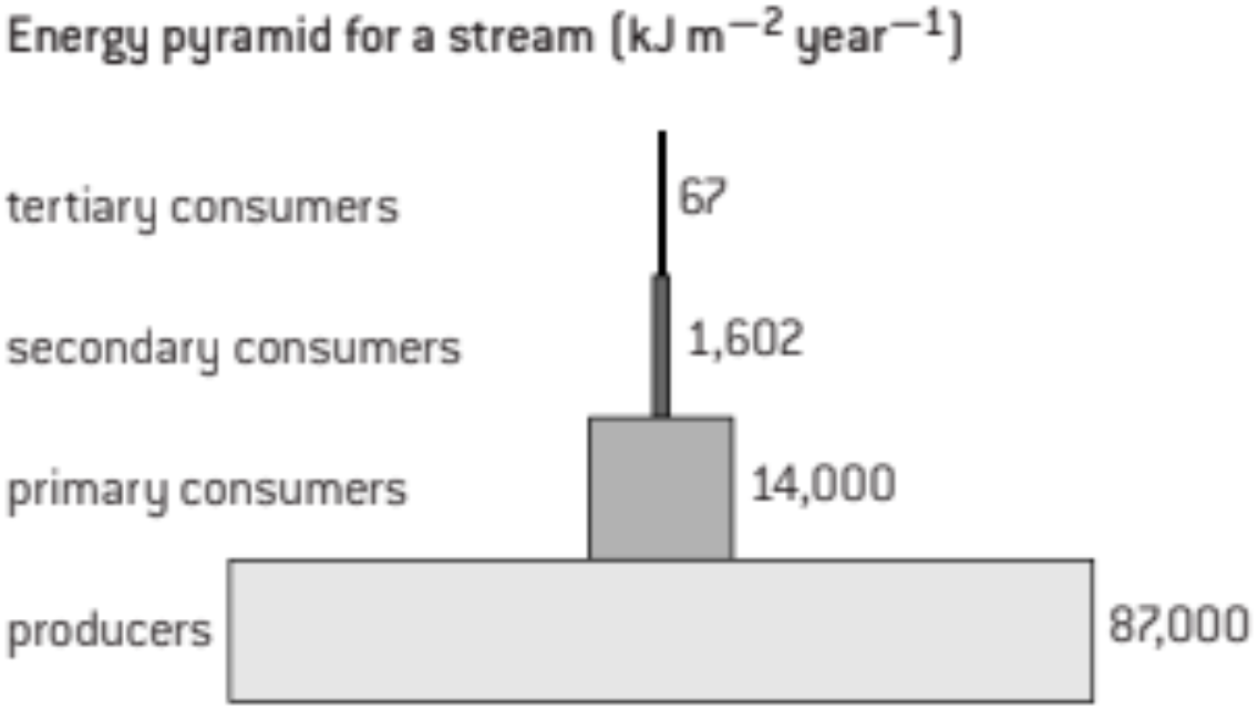 <ul><li><p>show how much energy flows through each trophic level in a community</p></li><li><p><strong>always </strong>a pyramid</p></li><li><p>units are <strong><span style="color: purple">kJ m⁻² year⁻¹</span></strong></p></li><li><p>bars should all be <strong><span style="color: green">drawn to scale</span></strong></p></li><li><p>Triangular pyramids of biomass are not appropriate</p></li><li><p>Labels should indicate the trophic levels (ex. producers, primary consumer,…)</p></li><li><p>energy values <span style="color: var(--color-neutral-black)">alongside each bar on the pyramid</span></p></li></ul>