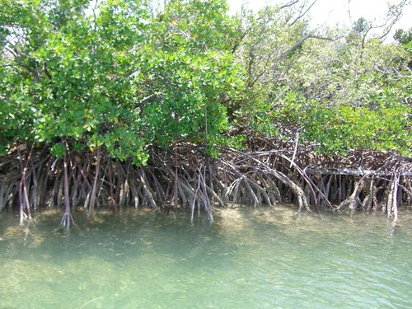 <p>coastal ecosystems inhabited by salt-tolerant trees and shrubs</p>
