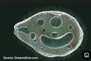 <p>What are morphology features of Balantidium coli trophozoites?</p>