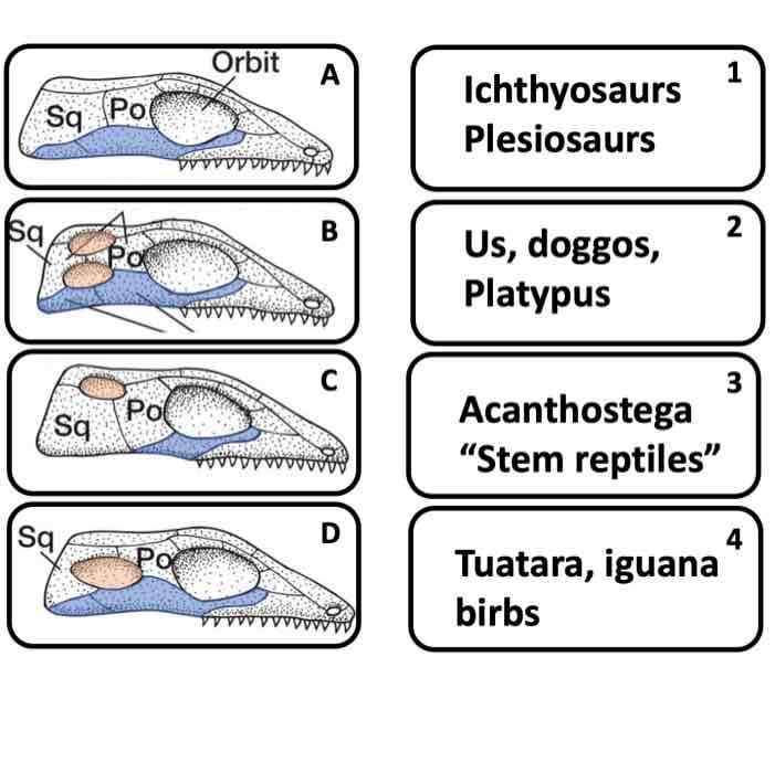 <p>Match organism with amniote skull type.</p>