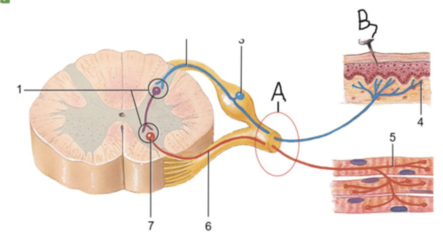 <p>Collectivley, A in the picture below is a spinal nerve and is, therefore, part of the central nervous system.</p><p>true or false</p>