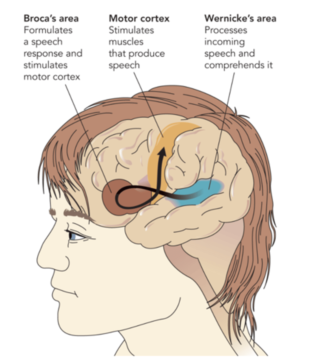 <p><strong>Temporal lobe</strong></p><p><strong>Wernickes Area</strong>: Processes incoming speech and comprehends it </p><p>Damage results in <strong>Werniche's Aphasia</strong>: Ability reproduce sounds but would be gibberish </p><p></p><p><strong>Frontal lobe</strong></p><p><strong>Broca's area</strong>: Formulates a speech response and stimulates motor cortex </p><p>Damage results in <strong>Broca's Aphasia: </strong>Language deficit: speech comprehension but can produce speech </p><p><strong>Motor cortex:</strong> stimulates muscles that produce speech </p>
