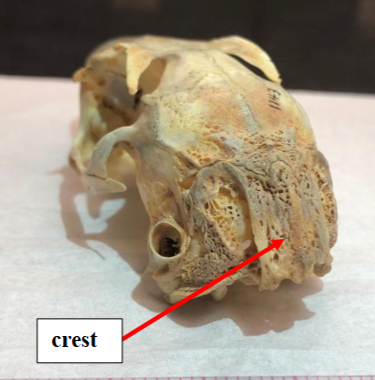 <p>What species?</p>