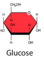 <p>POLAR (lots of OH bonds) - soluable in water = transported through blood plasma</p><p>STABLE (ring form) - great material for building polysaccharides like <u>Starch, Glycogen, and Cellulose</u></p><p>OXIDIZED - ATP energy for <strong>cellular respiration</strong></p>