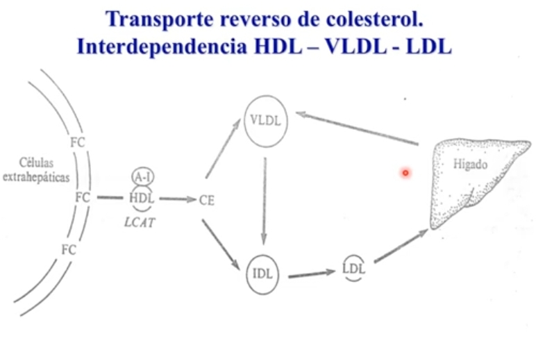 <p>El metabolismo de los diferentes lipoproteinas, forma de transportar colesterol hacia el higado es la interacción del HDL con las VLDL.</p><p>Celula extrahepatica con colesterol libre que sale hacia la HDL, se esterifica, proceso de maduración de VLDL durante su metabolismo lleva × IDL o LDL colesterol al hígado.</p><p>Evitando acumulación de colesterol.</p>