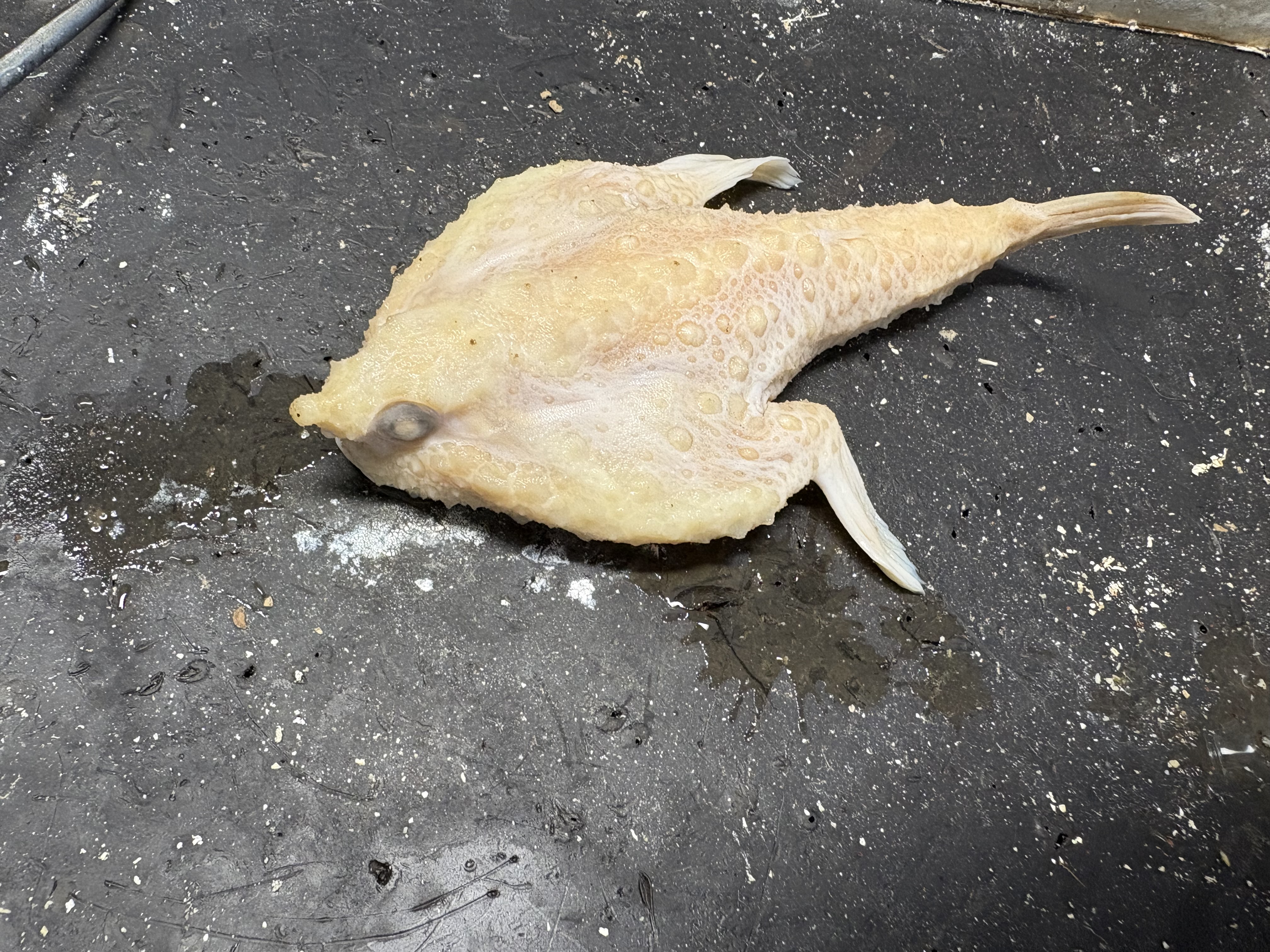 <p>name the superclass, class, order, and common name of this organism</p>