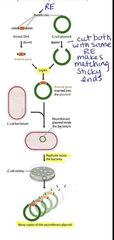 <p>Making the recombinant plasmid: </p><ol><li><p>same restriction enzyme to cut both the human gene and plasmid and generate sticky ends</p></li><li><p>mix fragments from both sources together to allow cDNA regions (sticky ends) to combine</p></li><li><p>By chance, some plasmid DNA will combine with human gene DNA to produce a recombinant molecule → <strong>not every plasmid will contain gene of interest</strong></p></li><li><p>sticky ends are joined together by ligase</p></li></ol><p>Transformation</p><ol><li><p>allow plasmids to enter bacterial cells. the uptake of DNA (transformation) usually requires treating the cell with chemical/heat to make membrane more permeable</p></li></ol><p>Reporter genes</p><ul><li><p>Identify the bacteria that took up a plasmid</p></li><li><p>identify the bacteria carrying plasmids containing gene of interest</p></li></ul><p></p><p></p>