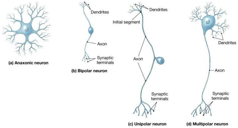 <p>Anaxonic</p><p>Bipolar</p><p>Unipolar</p><p>Multipolar</p>