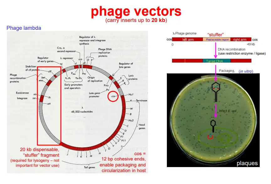 <ul><li><p>dispensable ‘<strong>stuffer</strong>’ DNA that causes <strong>lysogenesis</strong>, so can be cut out and <strong>replaced </strong>with the DNA of interest</p></li><li><p><strong>cos sites</strong>, which enable packaging and circularisation in the host</p></li></ul><p></p>