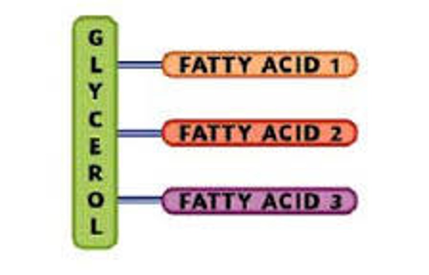 <p>3 fatty acids that are attached to a molecule called glycerol</p>