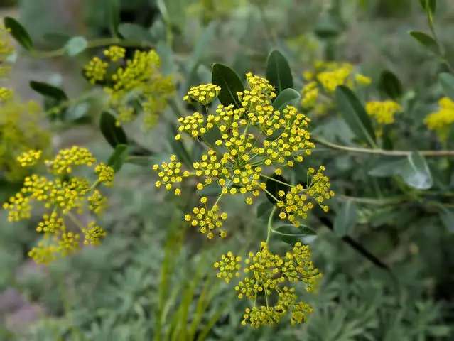 <p>Bupleurum - Hare’s Ear, Hound’s Ear</p>