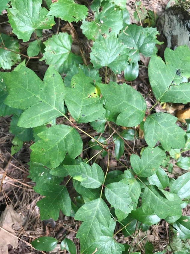 <p>What are the genus and specific epithet of this plant?</p><p>Hint: leaves of three, let it be</p>