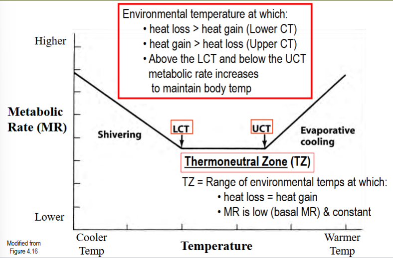 <p>environmental temperatures at which an endotherm’s metabolic rate has to increase to maintain body temperature</p><p>heat loss =/= heat gain</p><p>in between these temperatures is the thermoneutral zone</p><p>for lower CT: heat loss > heat gain (shivering occurs)</p><p>for upper CT: heat gain > heat loss (sweating occurs)</p>