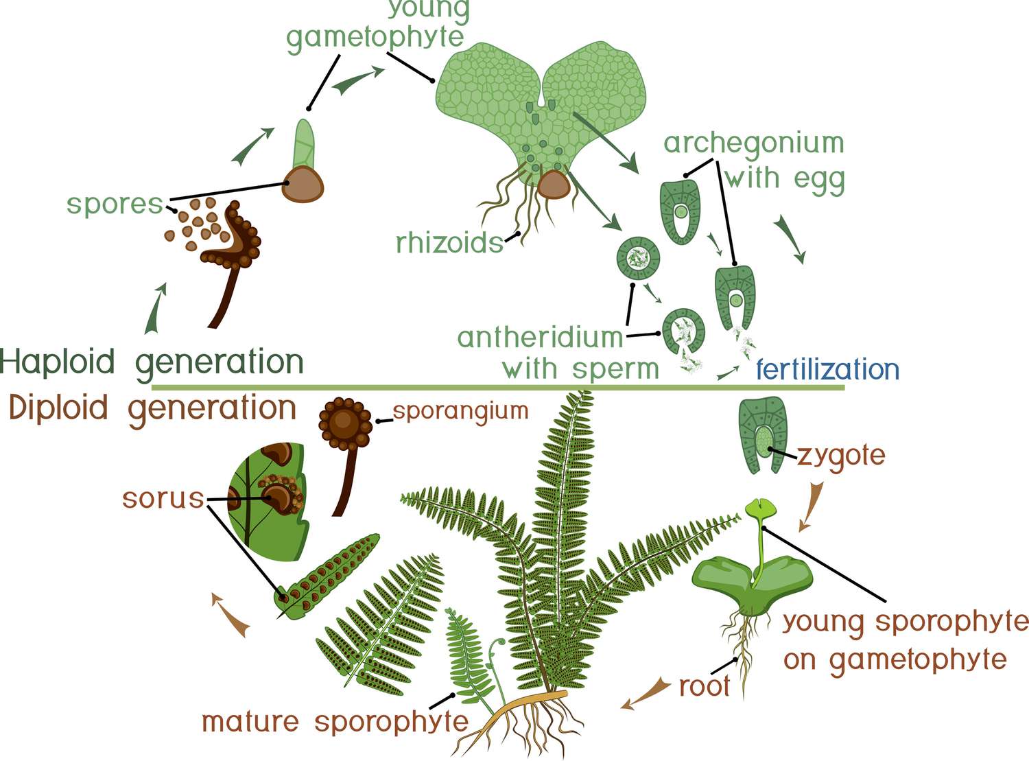 <p>meiospores produced in spornagia, which are grouped in sori; meiospores germinate forming a prothallus; prothallus with rhizoids, antheridia, and archegonia; spermatozoids released from antheridia and swim to archegonia to fertilize egg cell</p>
