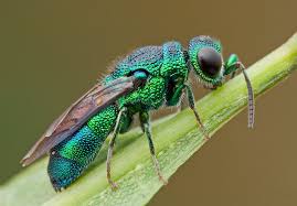 <ul><li><p>Body metallic blue or green with coarse sculpturing (many pits in surface)</p></li><li><p>Hind wings with no closed cells.</p></li><li><p>Ventral side of abdomen concave.</p></li><li><p>Able to curl into a ball when threatened.</p></li></ul><p></p>