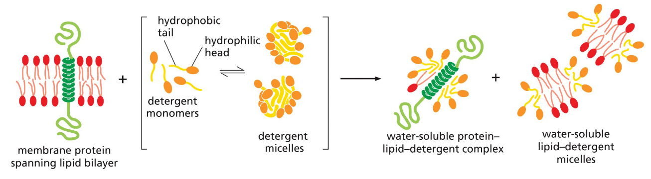 <p>The amphipathic detergent disrupts/breaks the lipid bilayer and interacts with the membrane-spanning hydrophobic portion of protein in the membrane. The phospholipids in the membrane are also solubilized by the detergents. </p>