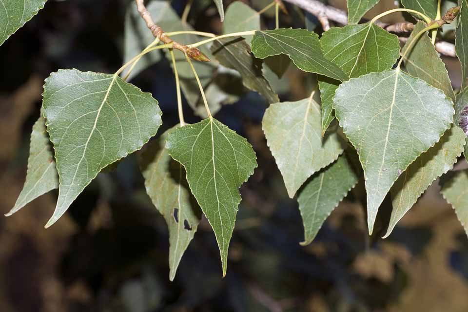 <p>Populus nigra</p>