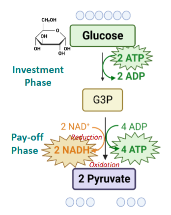 <p>Input: 1 glucose and 2 ATP</p><p>Output: 4 ATP (<span style="color: green;"><span>Net 2 ATP</span></span> by SLP), <span style="color: green;">2 NADH</span>, 2 Pyruvate, and intermediates</p>