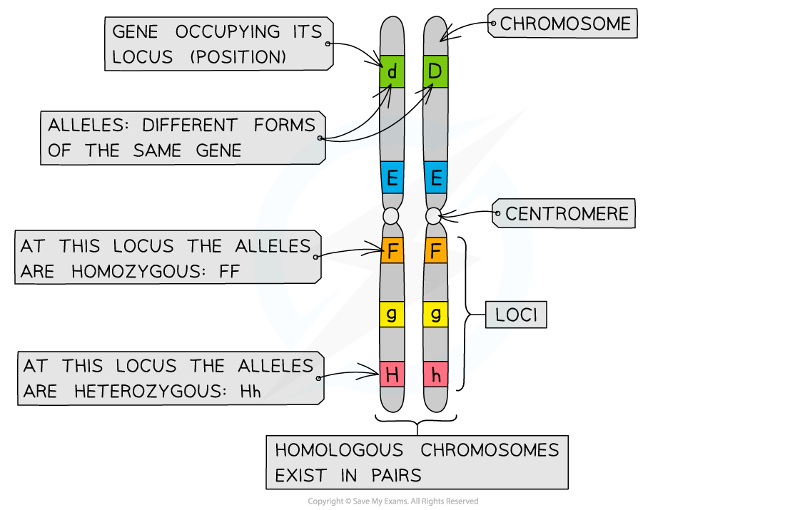 <p>The chromosomal position where a particular gene can be found (always the same per gene).</p>