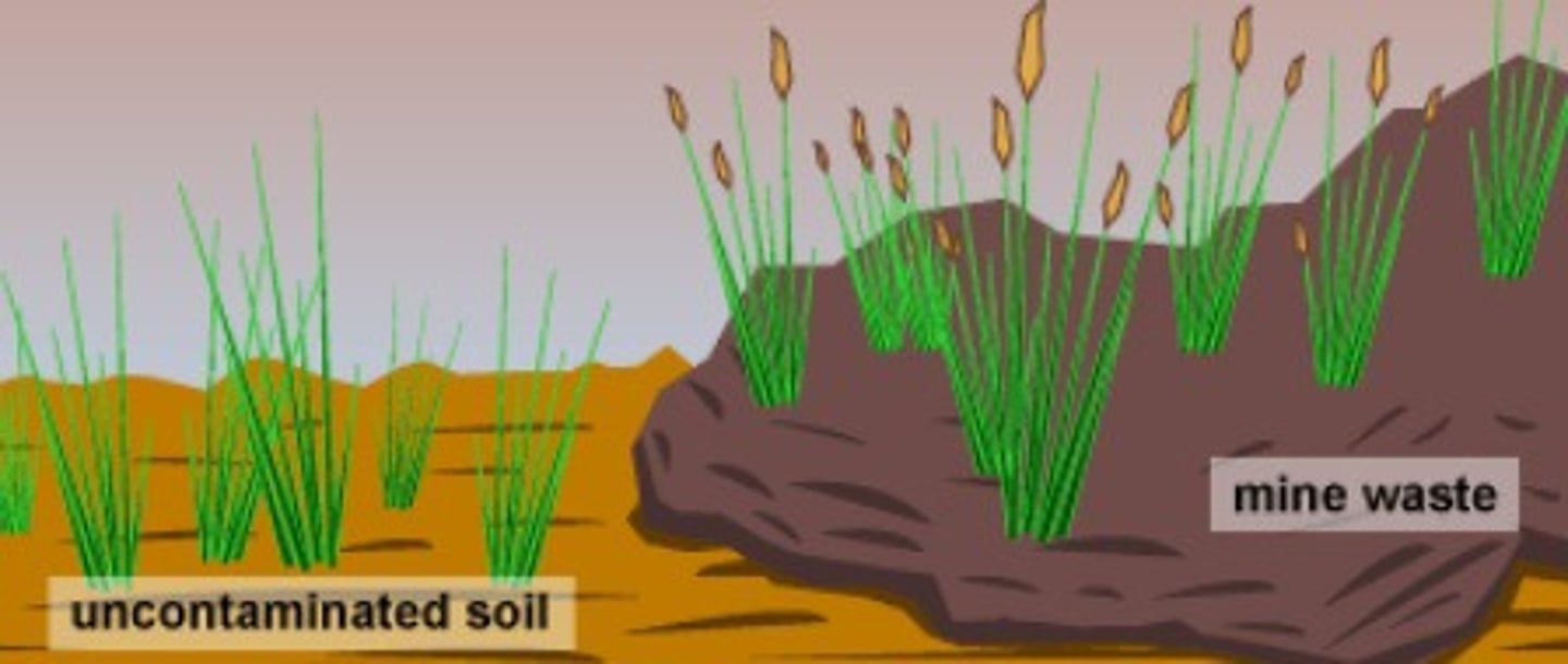 <p>speciation pattern in which populations speciate while in contact along a common border</p><p>geographically adjacent, but at the edge of a niche</p><p>Ecologically isolated and not reproductively isolated</p>