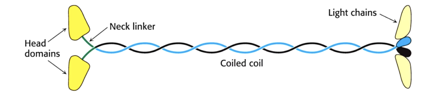 <p>kinesin- - to + end</p><ul><li><p>elongated protein with 2 globular head domains and bind microtubule and ATP</p></li><li><p>long coiled stalk</p></li><li><p>cargo binding tail</p></li><li><p>600kDa</p></li></ul><p></p><p>composition- heterotetramer</p><ul><li><p>2 × 110kDa- heavy chains- have ATPase motor heads and bind beta-tubulin on microtubules</p></li><li><p>2 × 60kDa- bind the cargo- ie vesicles</p></li></ul><p></p><img src="https://knowt-user-attachments.s3.amazonaws.com/c80ed363-21ec-4154-91d5-7dc3b551590f.png" data-width="100%" data-align="center"><p></p><ul><li><p>- to + end</p></li></ul><p></p>