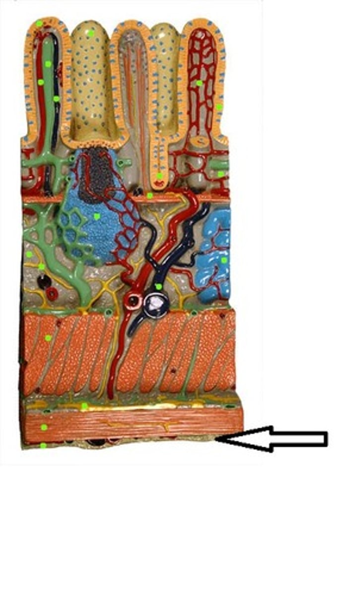 <p>The outermost/superficial layer of the alimentary canal that consists of the visceral peritoneum and lubricates surfaces with serous fluid</p><p>-> there is a parietal peritoneum but far distance</p>