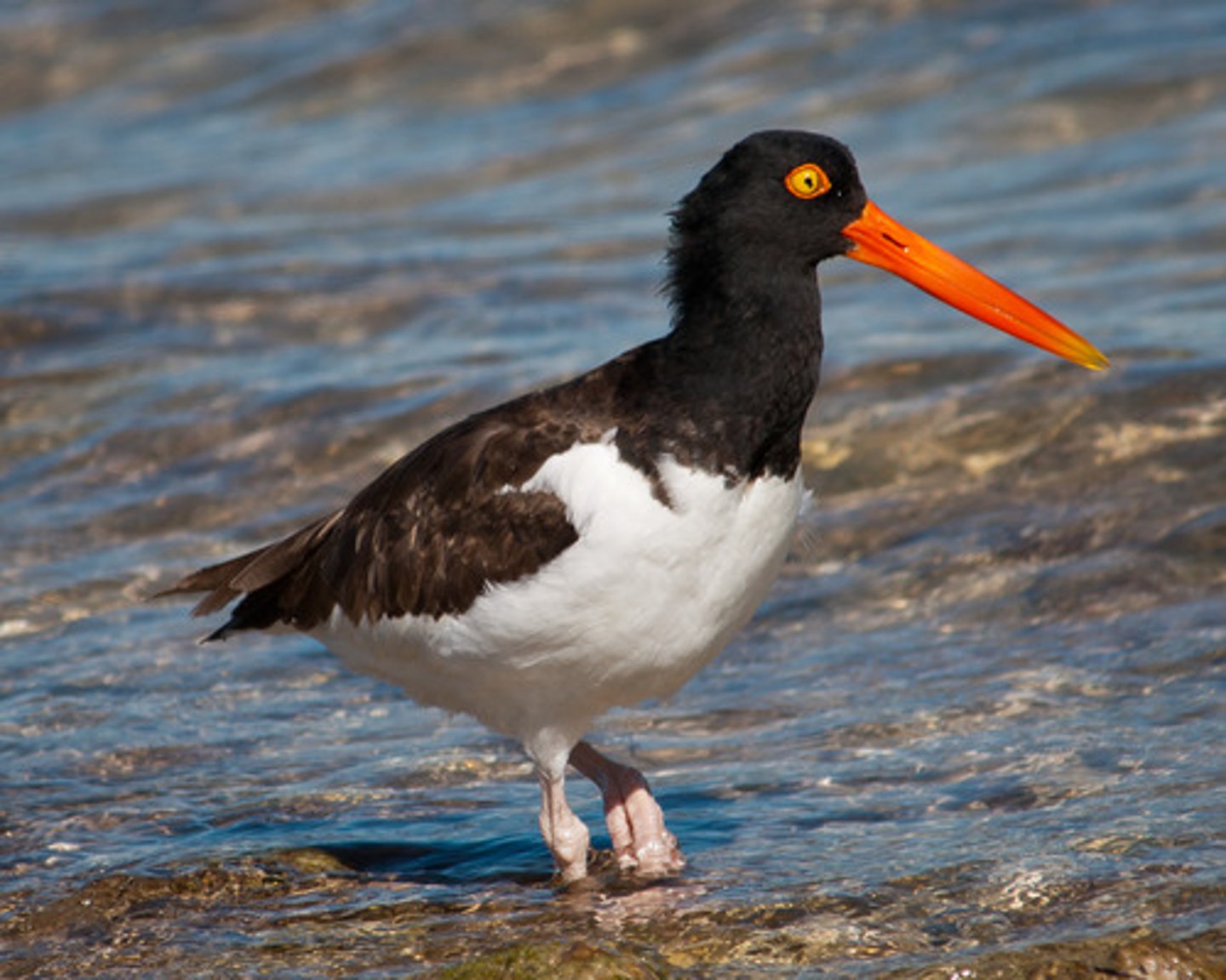 <p>Charadriiformes</p><p>Haematopodidae</p>