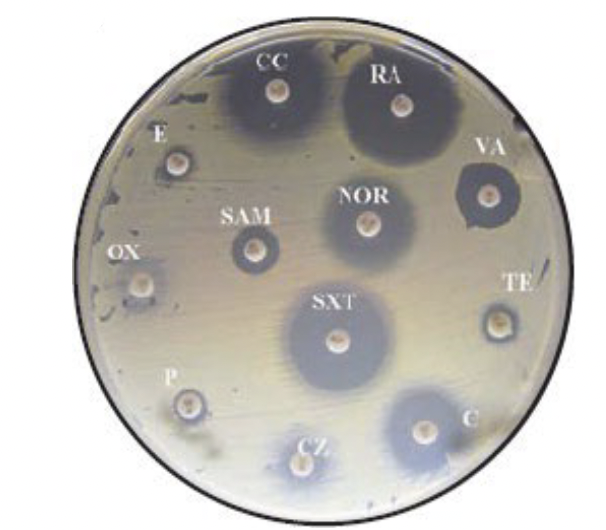<p>a zone of clearing in a bacterial lawn around a filter disk soaked in an antimicrobial agent</p><ul><li><p>as agent diffuses out, the concentration decreases</p><ul><li><p>the larger the zone, the lower the concentration required to kill the microbe</p></li></ul></li></ul><p></p>
