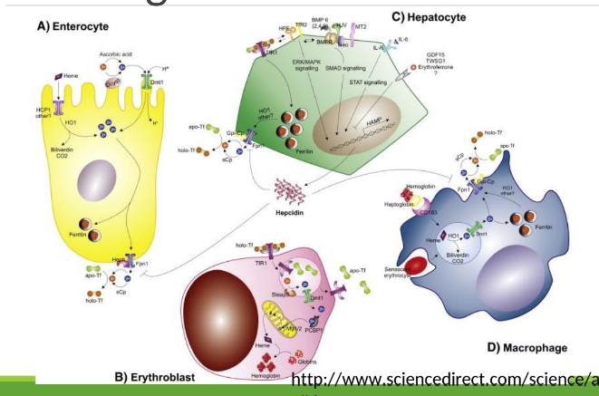 <p>Intravascular hemolysis</p>
