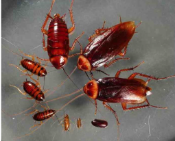 <p><span style="background-color: transparent;"><span>Large, reddish brown to dark brown</span></span></p><ul><li><p><span style="background-color: transparent;"><span>4-5 cm long</span></span></p></li><li><p><span style="background-color: transparent;"><span>Commonly aboard&nbsp;ships</span></span></p></li></ul><ul><li><p><span style="background-color: transparent;"><span>Reports of sailors wearing gloves to&nbsp;bed to keep&nbsp;cockroaches from&nbsp;gnawing their fingernails</span></span></p></li></ul><p></p>