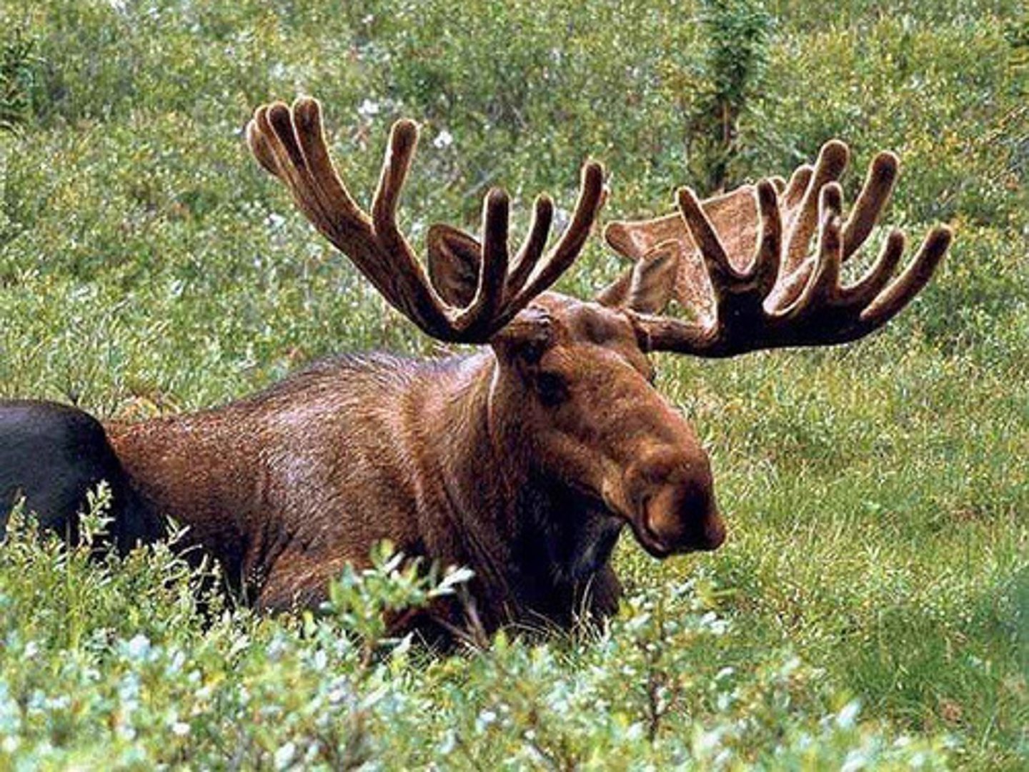 <p>moose</p>