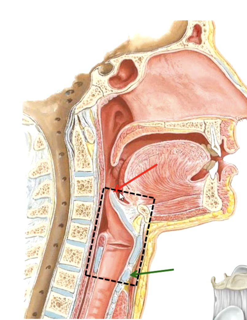 <p>tip of epiglottis</p>