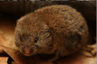 <p>velvety (smooth dull red-brown); short tail; tail faintly bicolored</p>