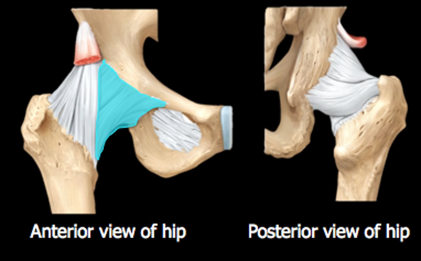 <p>connects pubis to femur</p>