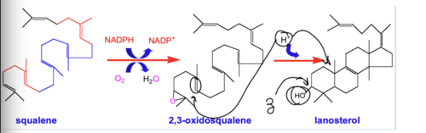 <p>Squalene oxidocyclase catalzes series of electron shifts that produces sterol, lanosterol</p>