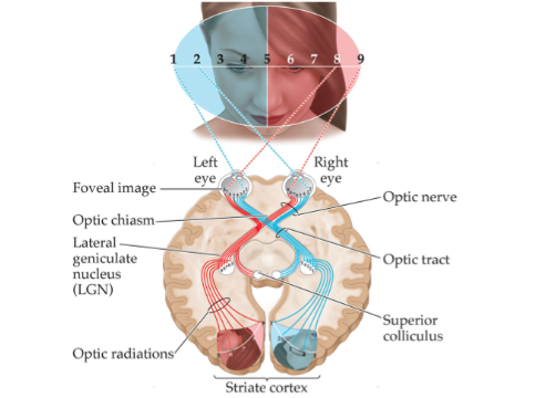 <p>mapping of visual input of the retina neurons, particularly those neurons within the visual stream. </p>