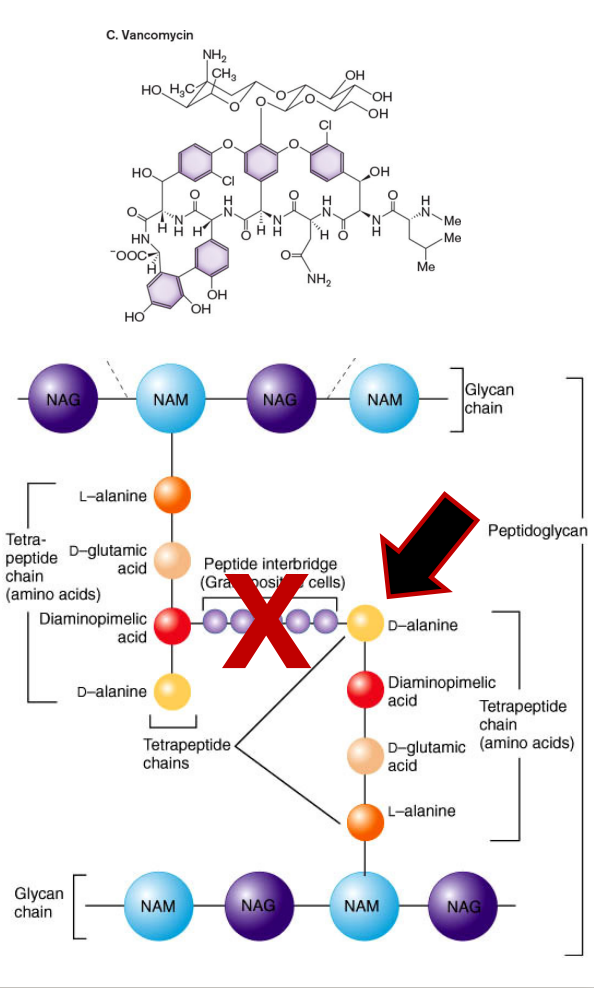 <p>It binds to D-Ala-D-Ala terminal and prevents the action of transglycolysases and transpeptidase. (prevents Peptide Bridge in Gram +)</p>