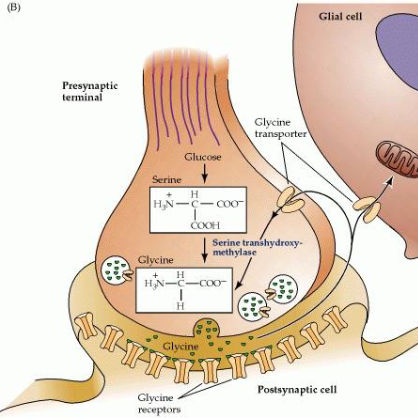<p>Glycine is a fast inhibitory neurotransmitter, more localised than GABA, and acts via ligand-gated chloride ion channels</p>