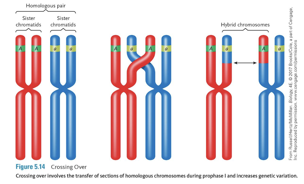 <p><span>•The chromatids break in the same place and a section of each chromosome is swapped with the other.</span></p><p><span>•The result is a hybrid chromosome.</span></p><p></p><p><span>The pairing is held together by the cohesin between sister chromatids and the cross-overs.</span></p>
