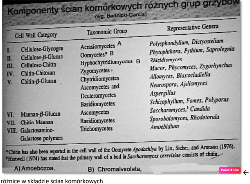 Filogenetyczne pokrewieństwa między gatunkami