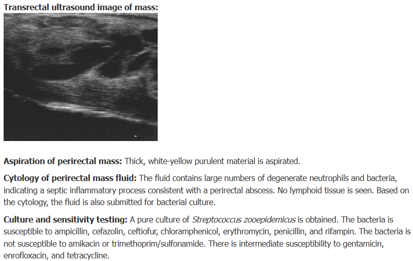 <p>Here are the additional test results for the colt. Based on your diagnosis, what is your treatment plan?</p>