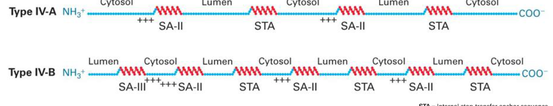 <ul><li><p>additional pairs of start- and stop-sequences </p></li><li><p>even # of transmembrane alpha helices</p></li><li><p>both N- and C-terminus oriented toward the same side of the membrane</p></li><li><p>odd # of transmembrane alpha helices </p></li><li><p>opposite orientation of N- and C-terminus</p></li></ul>